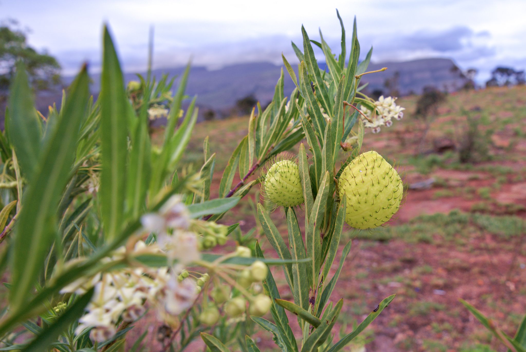 20161111 162756 Blyde River Canyon